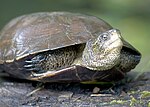 Thumbnail for File:Flickr - Oregon Department of Fish &amp; Wildlife - 5160 western pond turtle swart odfw.jpg