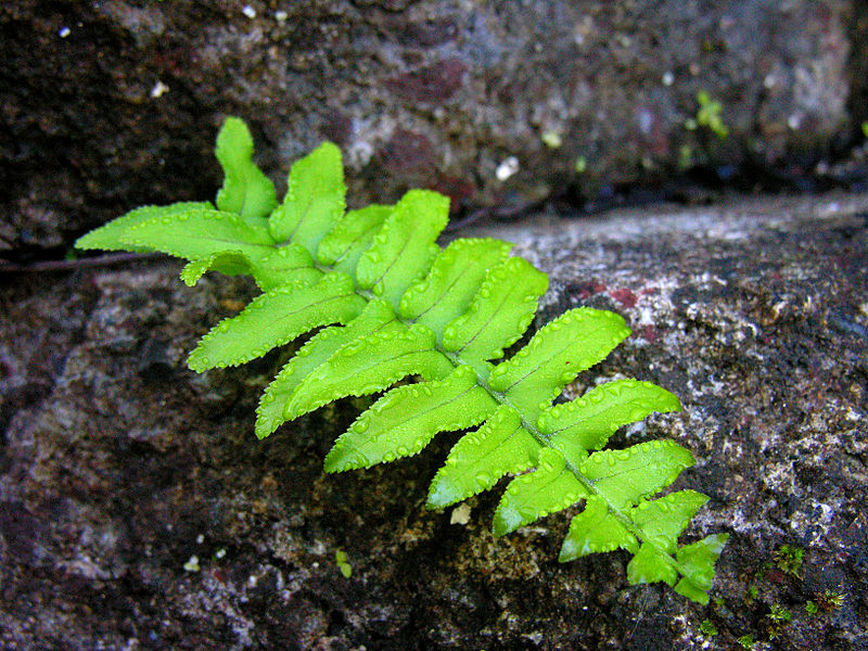 File:Flickr - archer10 (Dennis) - Guatemala-0765 - Morning has Broken.....jpg