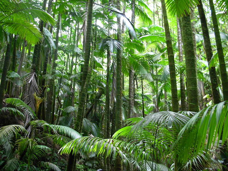 File:Flickr - brewbooks - Palm Jungle - Hawaii Tropical Botanical Garden.jpg