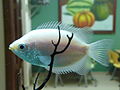Flickr - megavas - pez de acuario 1.jpg