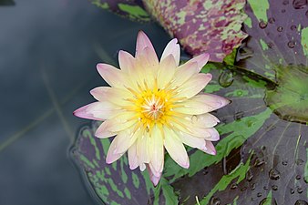 Lotus Plant of Thailand