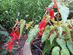 Hardy fuschia