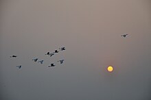 Flying_Egrets_%26_Equinox_Sun_-_Kolkata_2012-03-20_9329.JPG