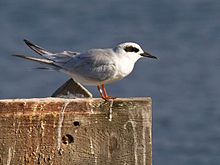 Forster's Tern.jpg