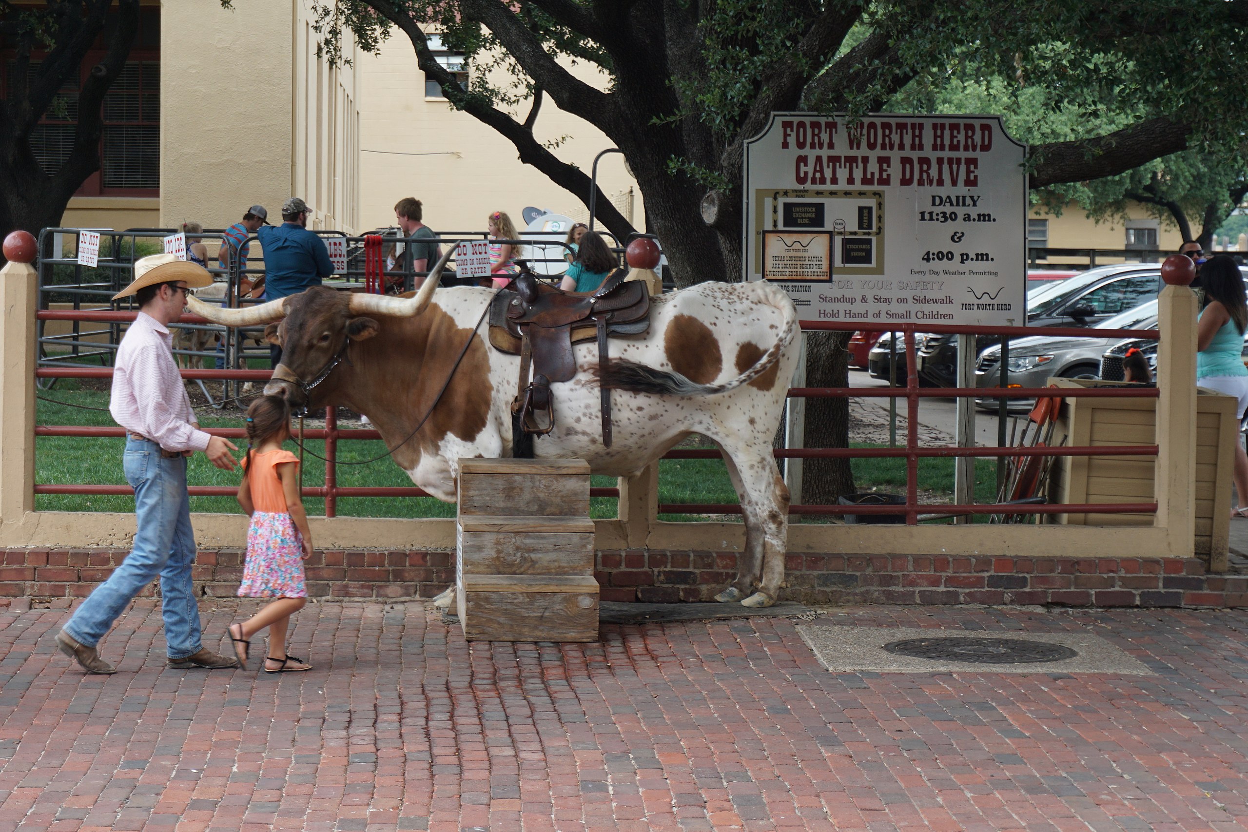 Fort Worth The Herd  Daily Cattle Drives