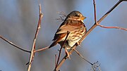 Thumbnail for File:Fox Sparrow Rocky Fork Lake, Missouri (8183985806).jpg