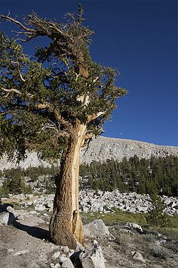 Pinus Balfouriana