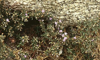 <i>Frankenia salina</i> species of plant