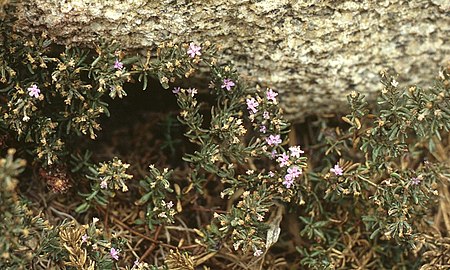 Frankeniaceae