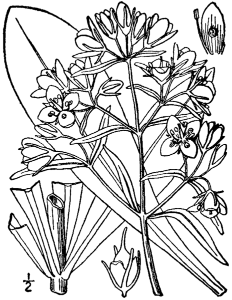 File:Frasera caroliniensis drawing 1.png