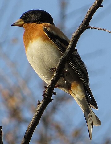 Fringilla montifringilla