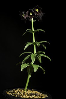 Fritillaria camschatcensis (L.) Ker Gawl., Bot. Mag. 30 t. 1216 (1809) (49973709488).jpg