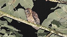 Fulvous sova (Strix fulvescens) .jpg