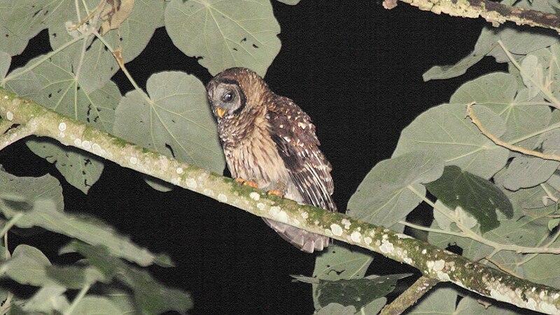 Fulvous owl - Wikipedia