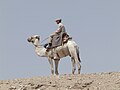 Riding på kamel