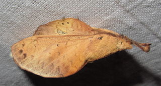 <i>Gastropacha pardale</i> Species of moth