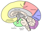 ヒト右大脳半球の内側面。画像右側青色、鳥距溝より上の部分が楔部（青い所全体は後頭葉）