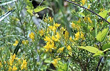 Genista corsica 4..jpg