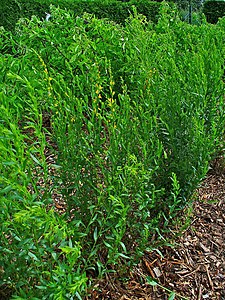 Genista tinctoria Habitus