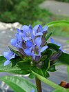 Gentiana macrophylla Orchi 04.jpg