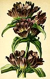 Gentiana pannonica Atlas Alpenflora.jpg