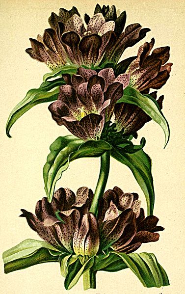 File:Gentiana pannonica Atlas Alpenflora.jpg