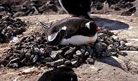 Gentoo penguin on nest