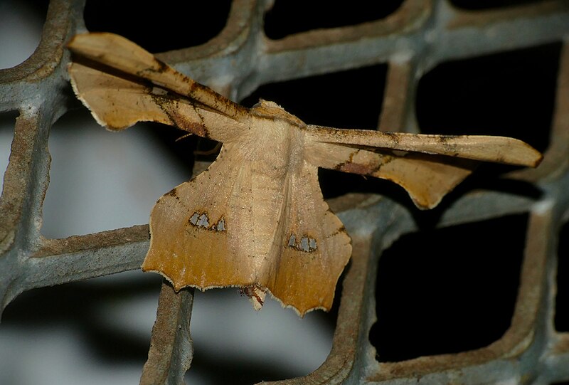 File:Geometrid Moth (Xenimpia erosa) (52755927949).jpg