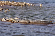 Gharial (Gavialis gangeticus) femmina.jpg