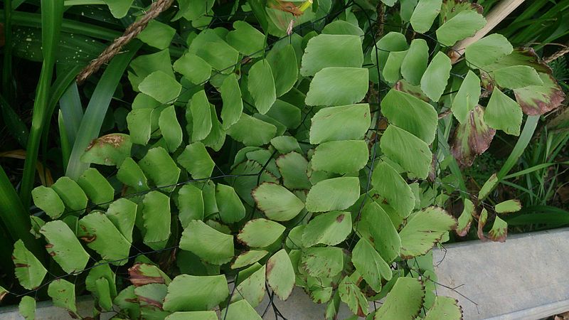 File:Giant Maidenhair (Adiantum trapeziforme).jpg