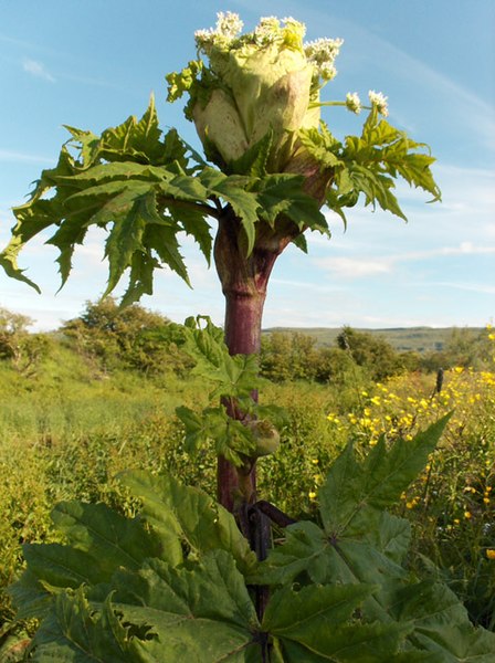 File:Giant hogweed - geograph.org.uk - 192725.jpg