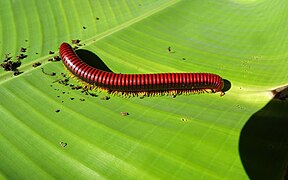 Giant red (fire) millipede at Peyrieras Reptile Reserve