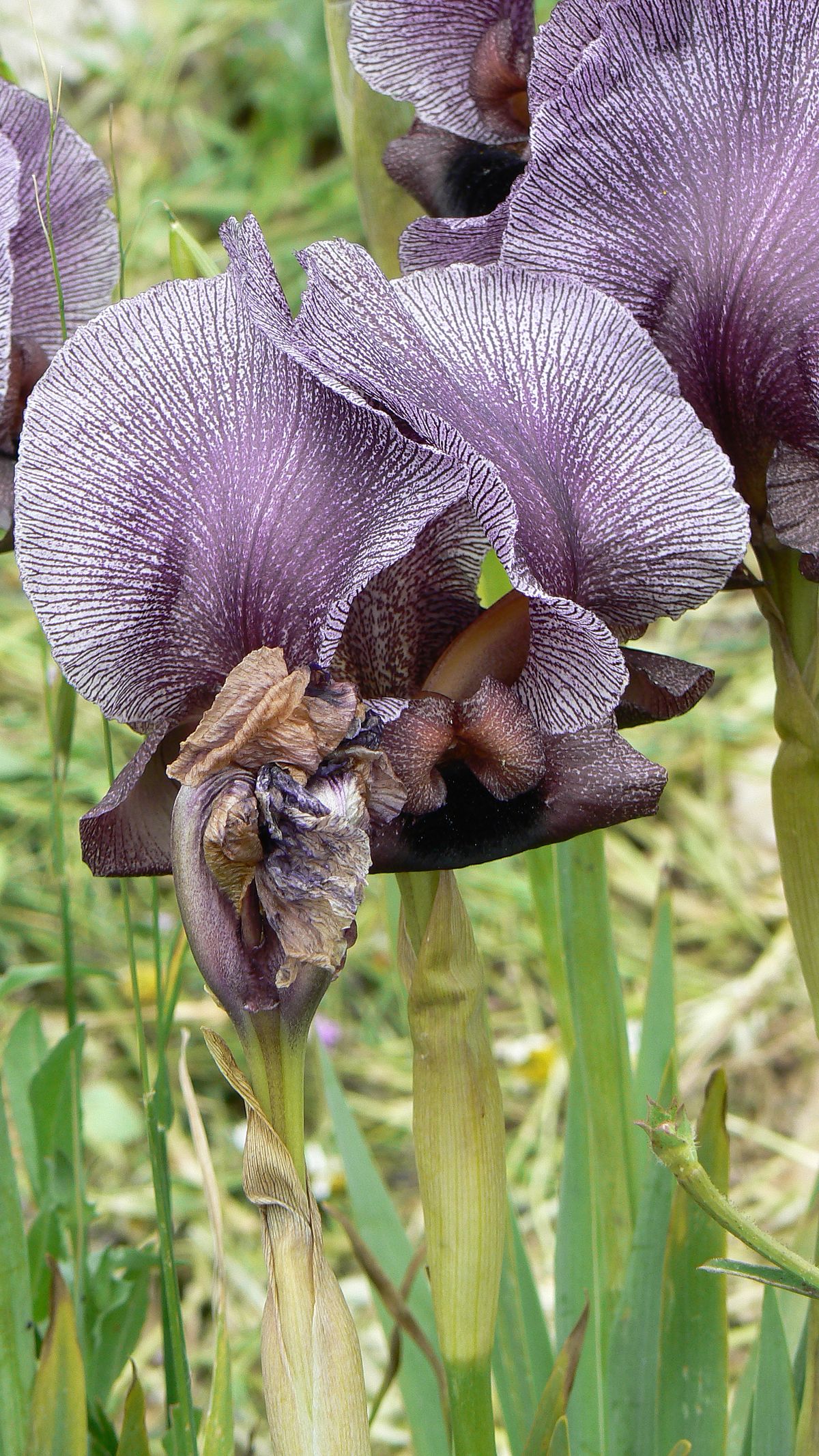 https://upload.wikimedia.org/wikipedia/commons/thumb/9/90/Gilboa_Iris_%28441210617%29.jpg/1200px-Gilboa_Iris_%28441210617%29.jpg