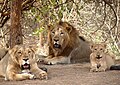 An Asiatic Lion family in Gir National Park