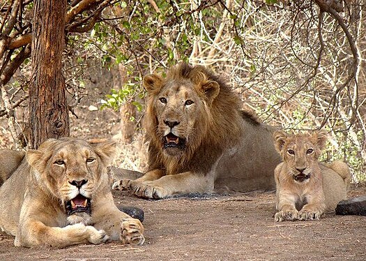 An Asiatic lion family, which occurs in and around Gir National Park