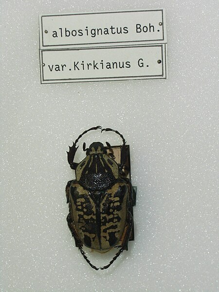 File:Goliathusalbosignatuskirkianus.JPG