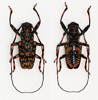<i>Golsinda</i> Genus of beetles