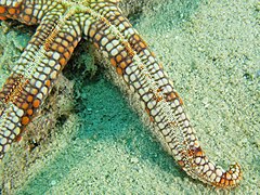 File:Gomophia mamillifera - Big Vicki's Reef 03.jpg (Category:Echinoderms of Queensland)