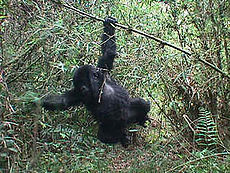 Rytinė lygumų gorila (Gorilla beringeri graueri)