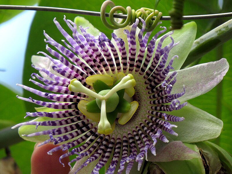 File:Granadilla (Passiflora ligularis) - Flickr - Alejandro Bayer (1).jpg