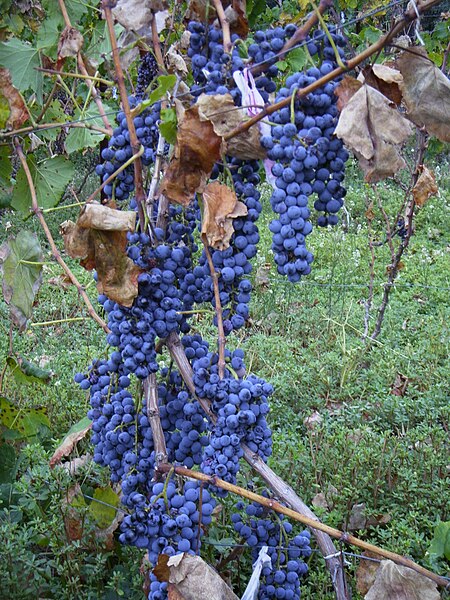 File:Grape C 0033.JPG