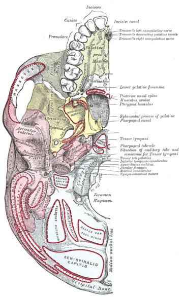 Pterygoid canal