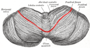 Thumbnail for Primary fissure of cerebellum