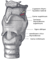 Human Larynx