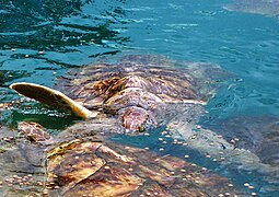 Морська черепаха
