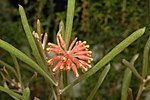 Thumbnail for Grevillea fistulosa