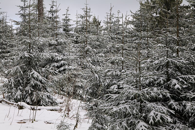 File:Großer Feldberg with snow 2021-04-06 30.jpg