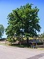 image=https://commons.wikimedia.org/wiki/File:Groitzsch_Naturdenkmal_Gasthof-Eiche-01.jpg