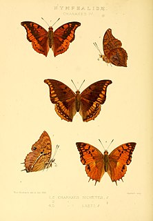 <i>Charaxes lasti</i> Species of butterfly