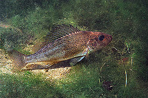 Gymnocephalus cernuus.jpg